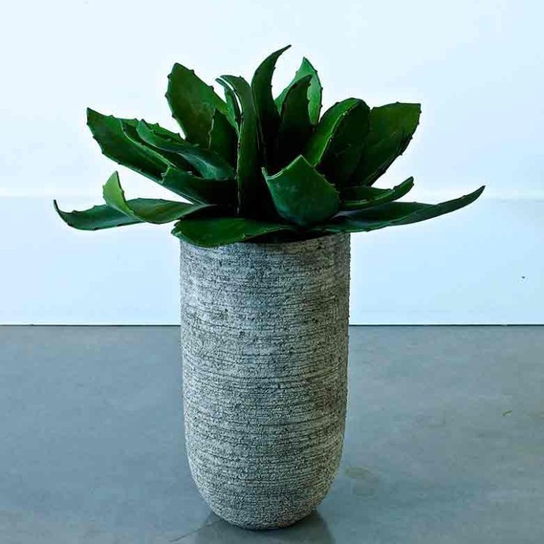 Plante décorative, collection Mexico