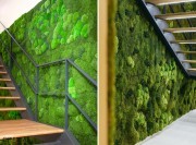 Détail végétaux Basic Moss