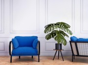 Fauteuil BuzziCane DO 101, structure frêne teinté noir