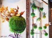 Inspiration du design japonais pour les suspensions végétales Kokedama