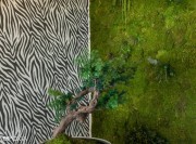 Panneau mural acoustique décoratif ECOprint, décor zèbre