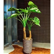 Collection Tropical : Alocasia