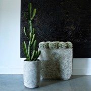 Cactus collection Mexico