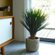 Collection Mexico : Yucca