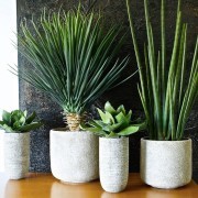 Collection Mexico : Yucca et Aloe Vera.