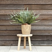 Collection Scandinave : Cornes de Cerf