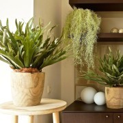 Collection Scandinave : Cornes de Cerf