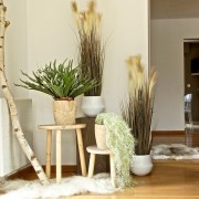 Collection Scandinave : Cornes de Cerf, Tillandsias, Pampa