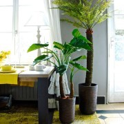 Collection Tropical : Alocasia et Dracena