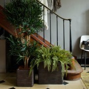 Collection Tropical : Dracena et fougère
