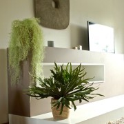 Collection Scandinave : Cornes de Cerf, Tillandsias