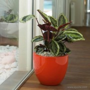 Pot Cuenco laqué rouge