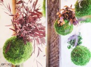 Décoration végétale Kokedama